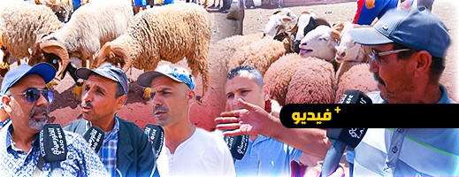 غلاء أسعار الأضاحي في سوق سلوان يحبط ذوي الدخل المحدود والفقراء غلاء أسعار الأضاحي في سوق سلوان يحبط ذوي الدخل المحدود والفقراء