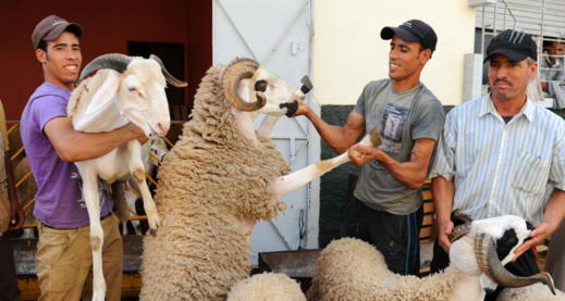 عيد الأضحى: الفلاحة توفر 8 ملايين رأس من الأضاحي وتطمئن بخصوص الحالة الصحية للقطيع الوطني عيد الأضحى: الفلاحة توفر 8 ملايين رأس من الأضاحي وتطمئن بخصوص الحالة الصحية للقطيع الوطني