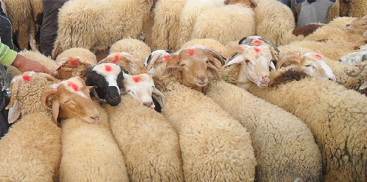 وزارة الأوقاف تتراجع عن عملية توزيع أضاحي العيد على الفقراء وزارة الأوقاف تتراجع عن عملية توزيع أضاحي العيد على الفقراء