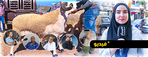 أرباب الأسر بالناظور يشتكون من غلاء أسعار الأضاحي أرباب الأسر بالناظور يشتكون من غلاء أسعار الأضاحي