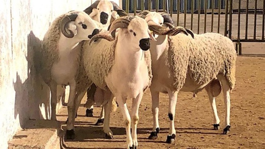 أسابيع قبل العيد.. الفلاحة تطلق منصة إلكترونية لبيع الأضاحي أسابيع قبل العيد.. الفلاحة تطلق منصة إلكترونية لبيع الأضاحي