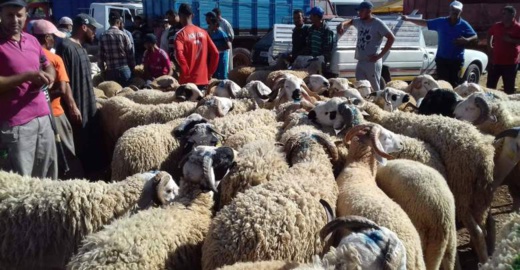 ارتفاع أسعار الأضاحي بالناظور يصل إلى البرلمان ارتفاع أسعار الأضاحي بالناظور يصل إلى البرلمان
