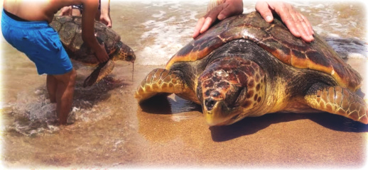 صور.. أمواج شاطئ أركمان تلقي بسلحفاة ضخمة إلى اليابسة صور.. أمواج شاطئ أركمان تلقي بسلحفاة ضخمة إلى اليابسة