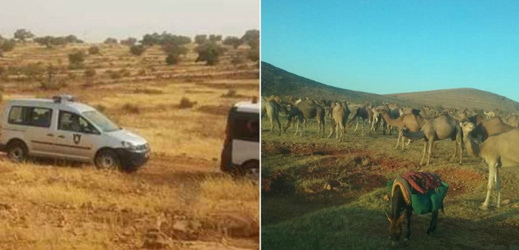 يهم وزير الفلاحة وعامل الناظور.. الرعاة الرّحّل يزحفون على الثروة الطبيعية بأركمان يهم وزير الفلاحة وعامل الناظور.. الرعاة الرّحّل يزحفون على الثروة الطبيعية بأركمان