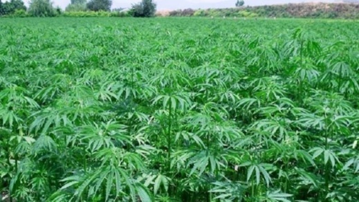 القنب الهندي المغربي يستأثر باهتمام خبراء إسرائليين لتطوير صناعة الأدوية القنب الهندي المغربي يستأثر باهتمام خبراء إسرائليين لتطوير صناعة الأدوية