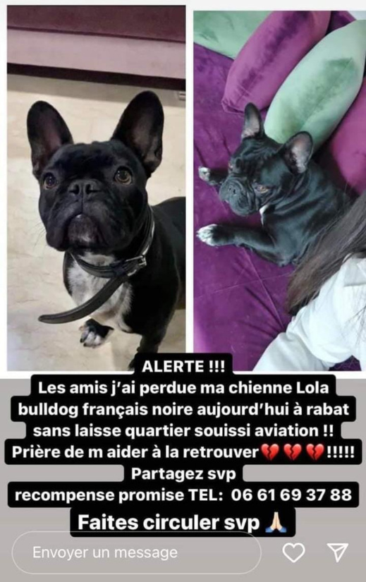 صورة.. ساعدوني في إيجاد ابنتي برلمانية تبحث عن كلبتها الضائعة بالرباط بعد تغيبها عن جلسة شفهية صورة.. ساعدوني في إيجاد ابنتي برلمانية تبحث عن كلبتها الضائعة بالرباط بعد تغيبها عن جلسة شفهية