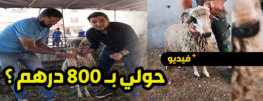 شاهدوا.. أرخص أضاحي العيد بأسواق مدينة الناضور شاهدوا.. أرخص أضاحي العيد بأسواق مدينة الناضور