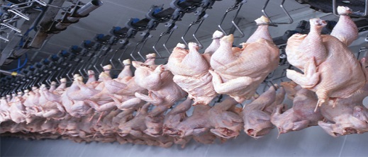 الاتحاد الأوروبي يسمح بدخول الدواجن القادمة من المغرب.. مخاوف من تأثير القرار على الأسعار الاتحاد الأوروبي يسمح بدخول الدواجن القادمة من المغرب.. مخاوف من تأثير القرار على الأسعار