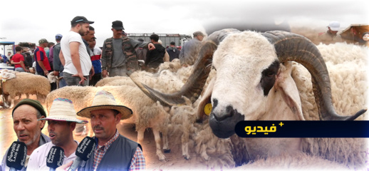 تراجع سعر "خروف العيد" بسوق سلوان بعد اسابيع من الزيادات الصاروخية 