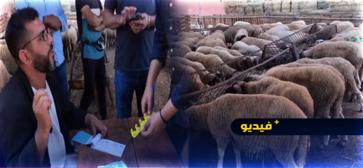 محسنون من الجالية يتصدقون بأضاحي العيد لفائدة المحتاجين بالناظور محسنون من الجالية يتصدقون بأضاحي العيد لفائدة المحتاجين بالناظور