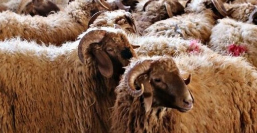 وزير الفلاحة: أسعار الأكباش لم تعرف أي تغيير وزير الفلاحة: أسعار الأكباش لم تعرف أي تغيير
