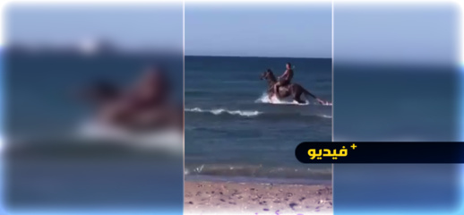 شاهدوا.. منظر مثير لحصان يسبح في شاطئ بالريف شاهدوا.. منظر مثير لحصان يسبح في شاطئ بالريف