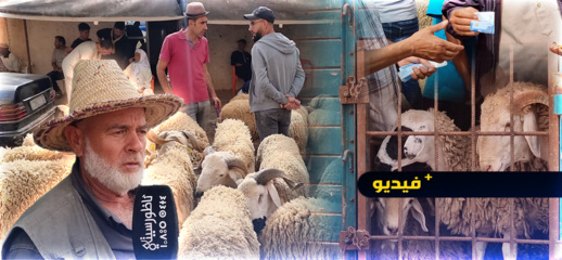 اقتراب موعد العيد يخفض من أسعار الأضاحي بسوق دار الكبداني  اقتراب موعد العيد يخفض من أسعار الأضاحي بسوق دار الكبداني