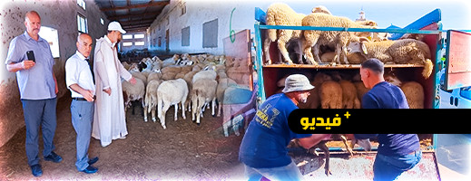 المجلس العلمي ومندوبية الأوقاف يوزعان أضاحي العيد على القيمين الدينيين وأراملهم المجلس العلمي ومندوبية الأوقاف يوزعان أضاحي العيد على القيمين الدينيين وأراملهم