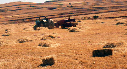 إنطلاق موسم الحصاد بتمسـمان وسط الحديث عن تراجع كبير في محصول  هذه السنة إنطلاق موسم الحصاد بتمسـمان وسط الحديث عن تراجع كبير في محصول  هذه السنة