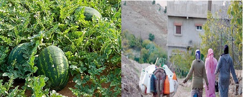 العطش في البوادي يعيد طرح سؤال جدوى الزراعات التصديرية العطش في البوادي يعيد طرح سؤال جدوى الزراعات التصديرية