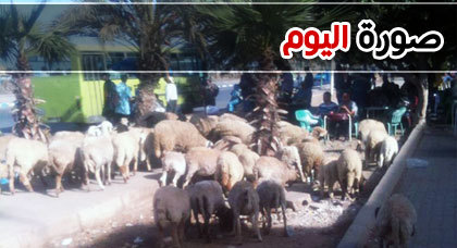صورة اليوم : القطيع يقتات على المساحات الخضراء ببني أنصار بلا مانع ولا رادع