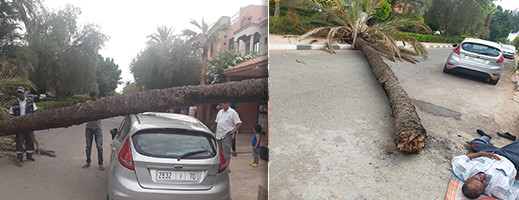 شاهدوا.. سقوط نخلة يودي بحياة حارس أمن