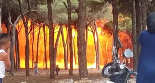 بعد إعلان السيطرة عليها اندلاع النيران مجددا في غابات بالشمال بعد إعلان السيطرة عليها اندلاع النيران مجددا في غابات بالشمال