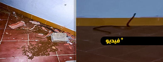 شاهدوا.. مواطن بالعروي يعثر على أفعى في سطح منزله شاهدوا.. مواطن بالعروي يعثر على أفعى في سطح منزله