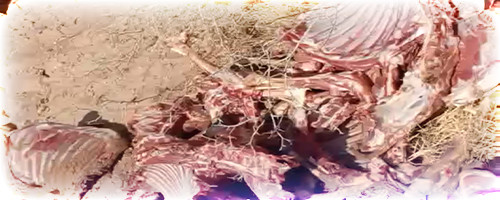 الذبيحة السرية.. لحوم حيوانية مجهولة المصدر تستنفر السلطة بأركمان الذبيحة السرية.. لحوم حيوانية مجهولة المصدر تستنفر السلطة بأركمان