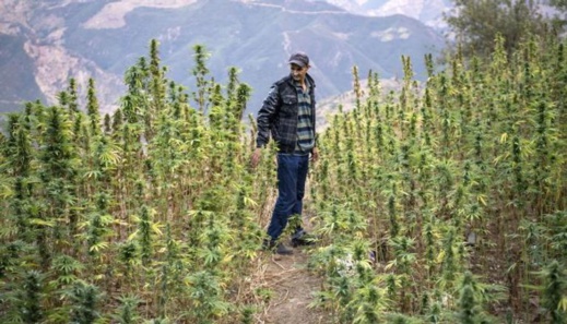 تقرير: المغرب على رأس قائمة أكثر الدول المنتجة والمصدرة لمادة "الكيف" تقرير: المغرب على رأس قائمة أكثر الدول المنتجة والمصدرة لمادة "الكيف"