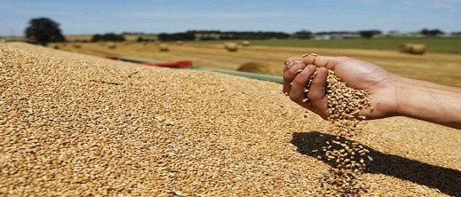 هذا حجم الانتاج النهائي للحبوب الرئيسية والتساقطات المطرية للموسم الفلاحي 2021-2022 هذا حجم الانتاج النهائي للحبوب الرئيسية والتساقطات المطرية للموسم الفلاحي 2021-2022