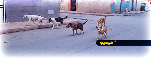 وتستمر الحكاية.. كلاب ضالة تسيطر على شوارع الناظور وتستمر الحكاية.. كلاب ضالة تسيطر على شوارع الناظور