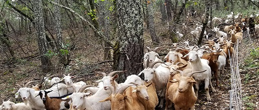 اسبانيا تستعين بالماعز والأغنام لمواجهة حرائق الغابات