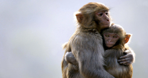 تفاديا للوصم والتهجم على حيوانات.. منظمة الصحة تدعو إلى اقتراح أسماء بديلة لجدري القردة