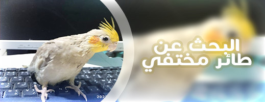 البحث عن طائر مختفي
