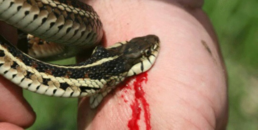 لدغة أفعى تزهق روح مسن لدغة أفعى تزهق روح مسن