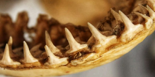 اكتشاف رأس محفوظ بشكل سليم في المغرب لوحش حكم المحيط قبل 66 مليون سنة اكتشاف رأس محفوظ بشكل سليم في المغرب لوحش حكم المحيط قبل 66 مليون سنة