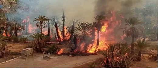 إيقاف صانع خمور متهم بإشعال الحرائق في الواحات