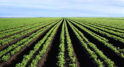 المغرب يعتزم الزراعة في الصحراء المغربية المغرب يعتزم الزراعة في الصحراء المغربية