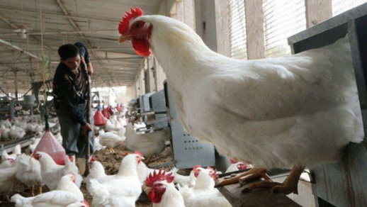 استمرار ارتفاع أسعار الدجاج بالاسواق المغربية