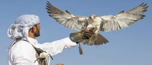 اعتقال أربعة خليجيين في المغرب بتهمة الصيد الجائر لطائر محمي بالقانون اعتقال أربعة خليجيين في المغرب بتهمة الصيد الجائر لطائر محمي بالقانون