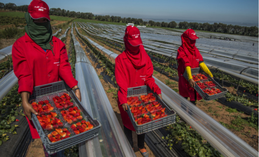 إسبانيا تفتح الباب لاستقدام عاملات حقول الفراولة المغربيات إسبانيا تفتح الباب لاستقدام عاملات حقول الفراولة المغربيات