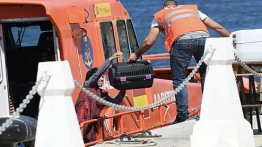 البحرية الإسبانية تقدم المساعدة ل 17 مهاجرا وقطتين انطلقوا من الحسيمة البحرية الإسبانية تقدم المساعدة ل 17 مهاجرا وقطتين انطلقوا من الحسيمة