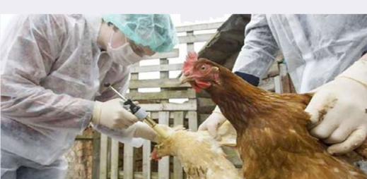 "إنفلونزا الطيور" تستنفر الحكومة المغربية "إنفلونزا الطيور" تستنفر الحكومة المغربية
