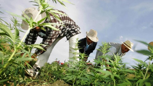 وكالة تقنين القنب الهندي تمنح 10 رخص للتحويل والتصنيع وكالة تقنين القنب الهندي تمنح 10 رخص للتحويل والتصنيع