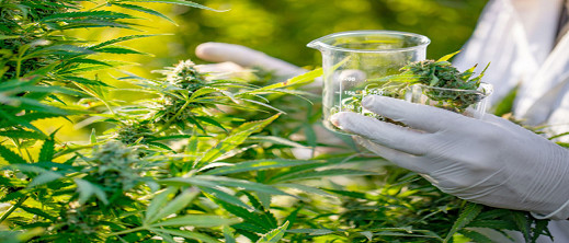 المداخيل المتوقعة لتصدير المنتجات الطبية للقنب الهندي المداخيل المتوقعة لتصدير المنتجات الطبية للقنب الهندي