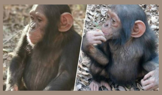 اختطاف ثلاث صغار شمبانزي وطلب فدية لإطلاق سراحها اختطاف ثلاث صغار شمبانزي وطلب فدية لإطلاق سراحها