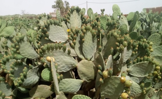 فاكهة "الهندية" تتسبب في جريمة قتل مروعة فاكهة "الهندية" تتسبب في جريمة قتل مروعة