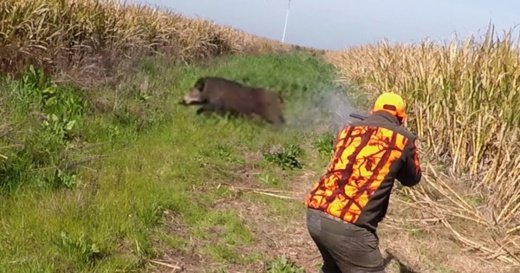 جمعيات بالناظور تستنكر استفادة القناصة المرخص لهم من عمليات إحاشة الخنزير جمعيات بالناظور تستنكر استفادة القناصة المرخص لهم من عمليات إحاشة الخنزير