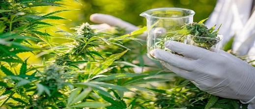 جماعات قروية من هذه الأقاليم تطلب من وزارة الداخلية حقها في كعكة القنب الهندي جماعات قروية من هذه الأقاليم تطلب من وزارة الداخلية حقها في كعكة القنب الهندي