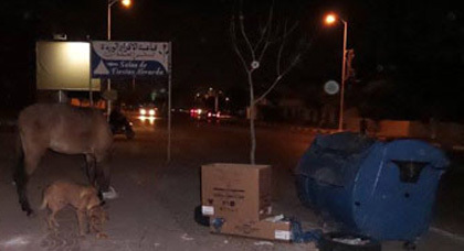 ربط الحيوانات وسط الرصيف ببني انصار يثير تذمر مجموعة من المواطنين ربط الحيوانات وسط الرصيف ببني انصار يثير تذمر مجموعة من المواطنين