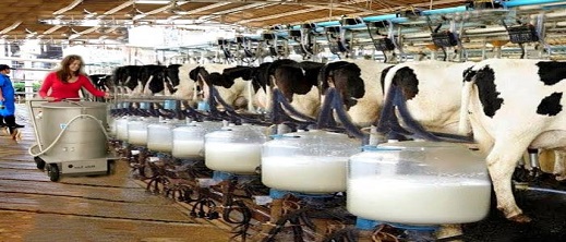 هذا ما قررته الحكومة لمواجهة غلاء اللحوم وندرة الحليب