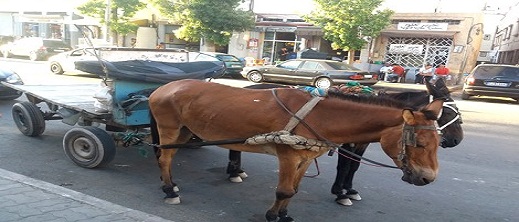 مدينة أخرى تمنع العربات المجرورة بالدواب.. هل ستصل الحملة إلى الناظور؟ مدينة أخرى تمنع العربات المجرورة بالدواب.. هل ستصل الحملة إلى الناظور؟