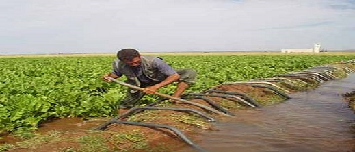 هذا ما قررته السلطات بخصوص زراعة انواع الفاكهة المستهلكة للماء بكثرة هذا ما قررته السلطات بخصوص زراعة انواع الفاكهة المستهلكة للماء بكثرة